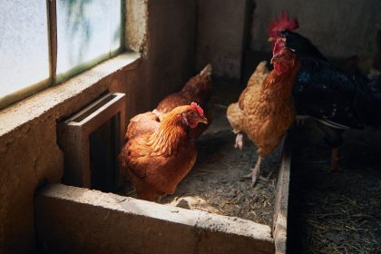 Hens at organic farm