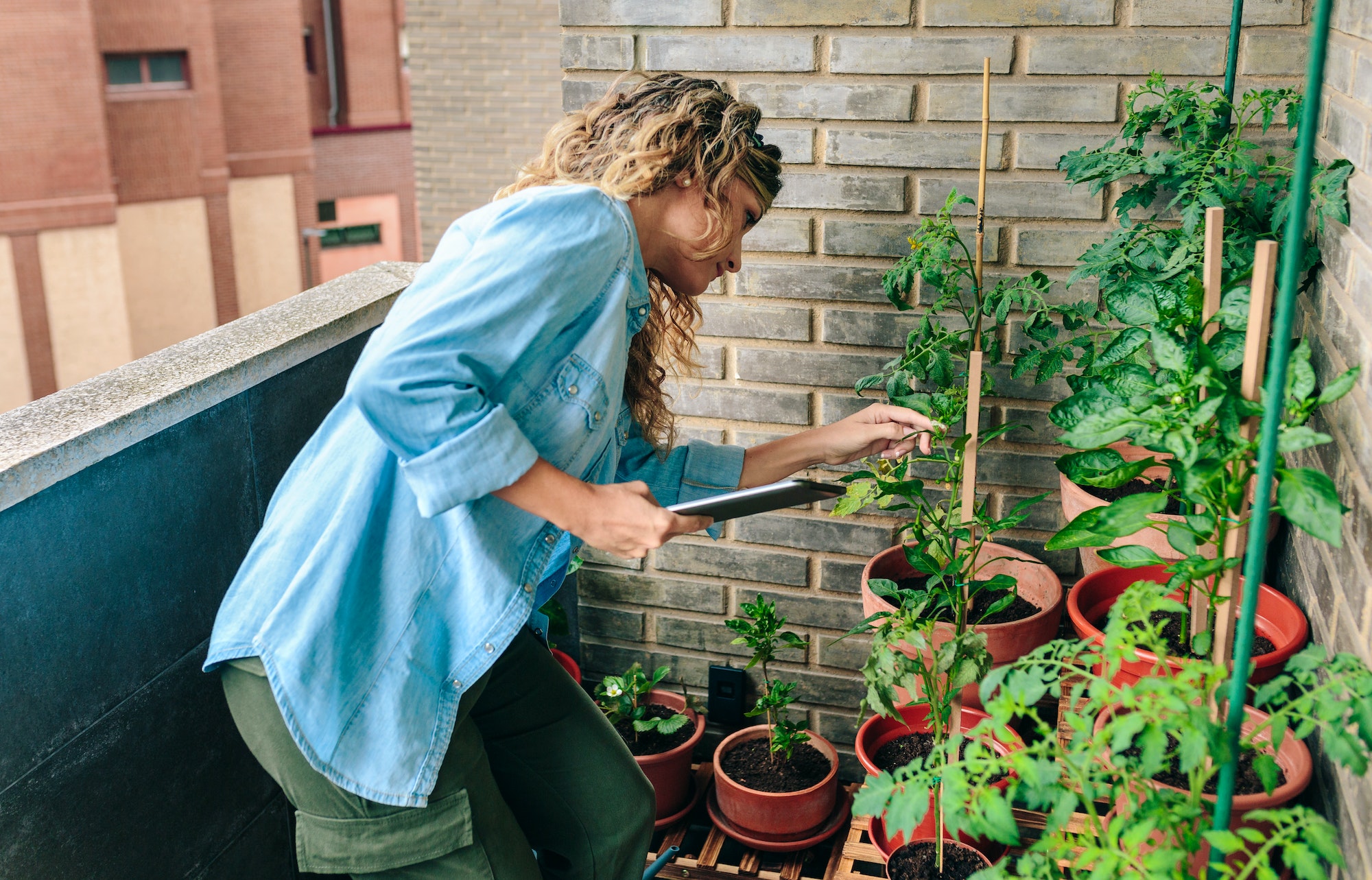 Woman checking plants of urban garden on terrace while holding digital tablet in hand